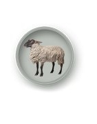 Kombinuoti pašarai avims | AGROVA - prekės gyvūnams