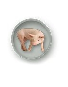 Kombinuoti pašarai kiaulėms | AGROVA - prekės gyvūnams